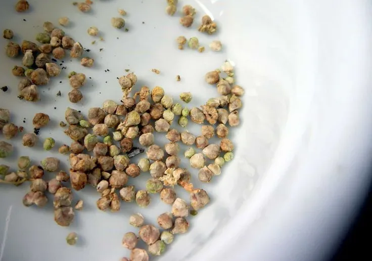 Nutritious Spinach Seeds